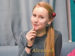 Alicebush