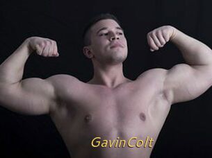 GavinColt