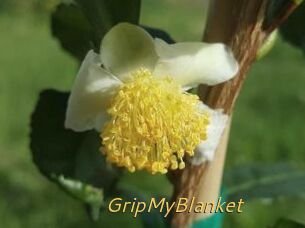 GripMyBlanket