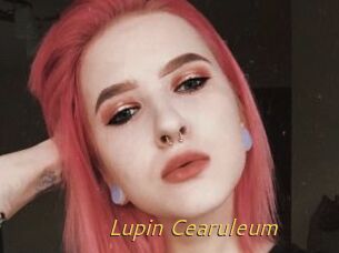 Lupin_Cearuleum