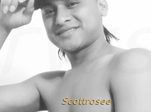 Scottrosee
