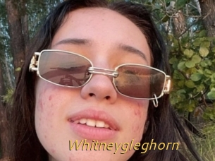 Whitneygleghorn