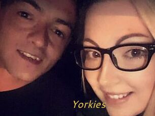 Yorkies